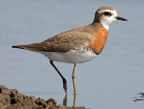 Caspian Plover male